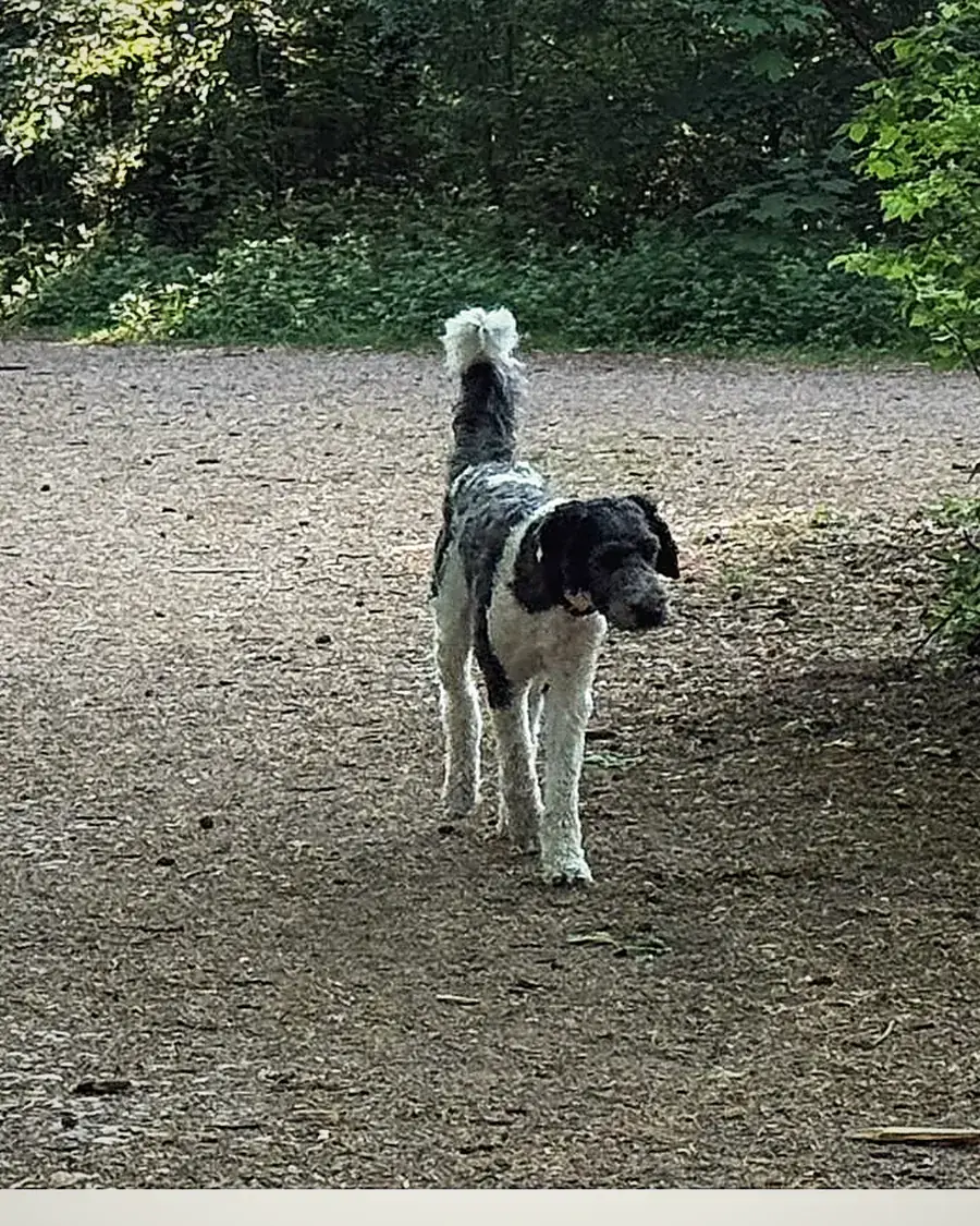 Marion Indebera Hundetrainerin München mit Pudel-Mischling auf Münchner Waldlichtung