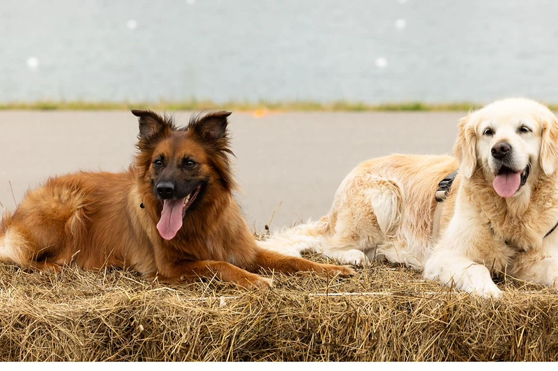 Blog: Hund allein zu Hause in der Münchner Stadtwohnung: Fünf Schritte zur Trennungstoleranz