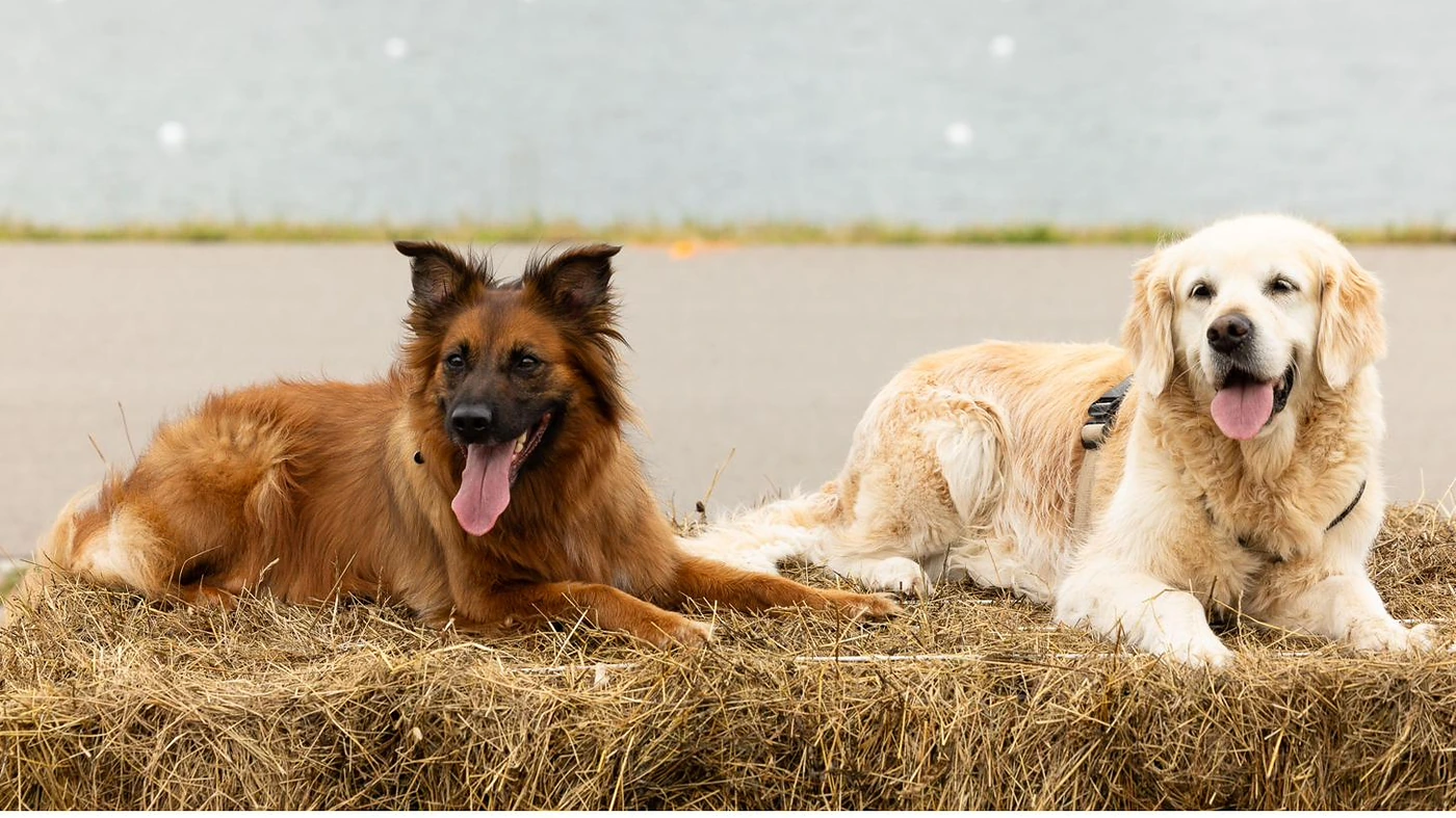 Bild zum Artikel: Hund allein zu Hause in der Münchner Stadtwohnung: Fünf Schritte zur Trennungstoleranz